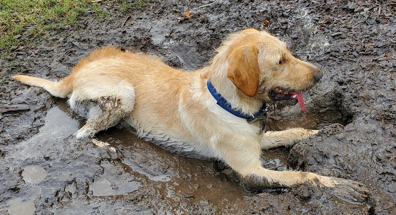 Dog Leg Woods - Lakeland, FL
