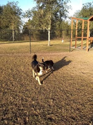 Lake Crago Dog Park - Lakeland, FL