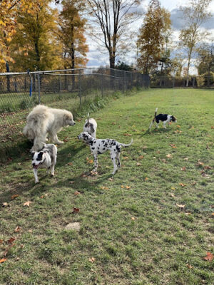 Salisbury Community Dog Park