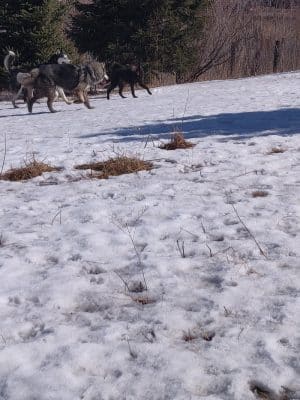 Ritter Farm Dog Park