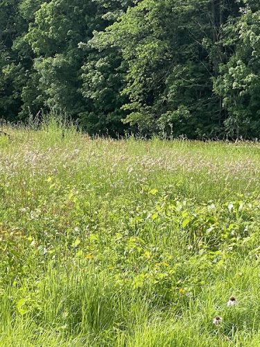 Ritter Farm Dog Park
