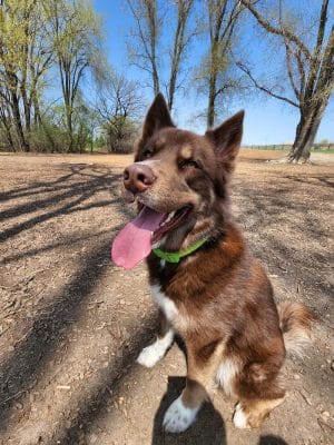 Ritter Farm Dog Park