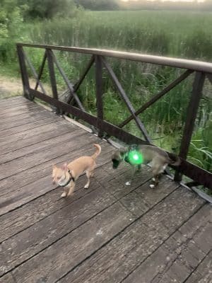 Ritter Farm Dog Park