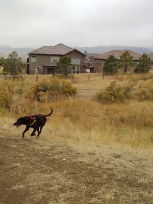 Parks, Forestry and Open Space