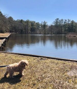 Ocean County Park Off-Leash Dog Run