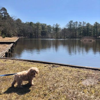 Ocean County Park Off-Leash Dog Run