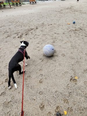 Lakewood Dog Park
