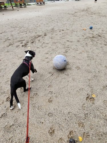 Lakewood Dog Park