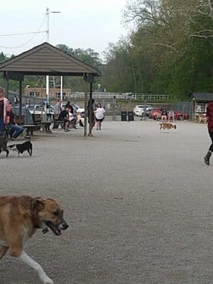 Lakewood Dog Park
