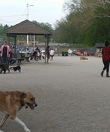 Lakewood Dog Park