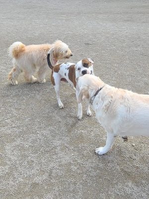 Lakewood Dog Park