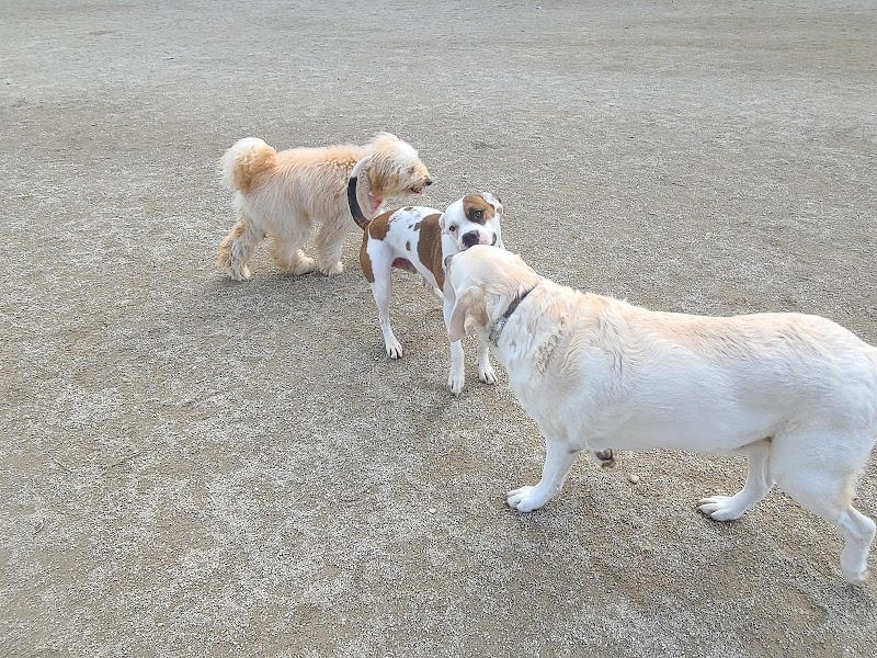 Lakewood Dog Park - Lakewood, OH