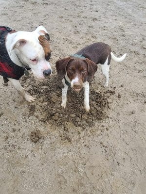 Lakewood Dog Park