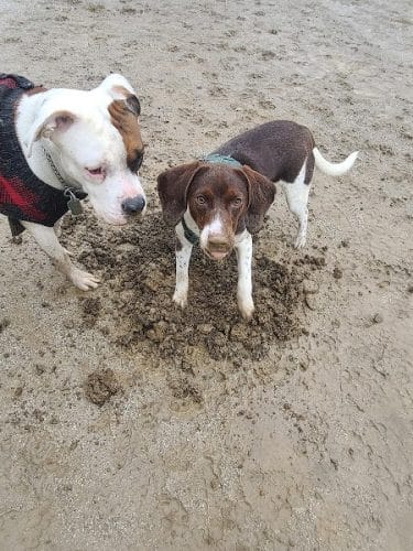 Lakewood Dog Park