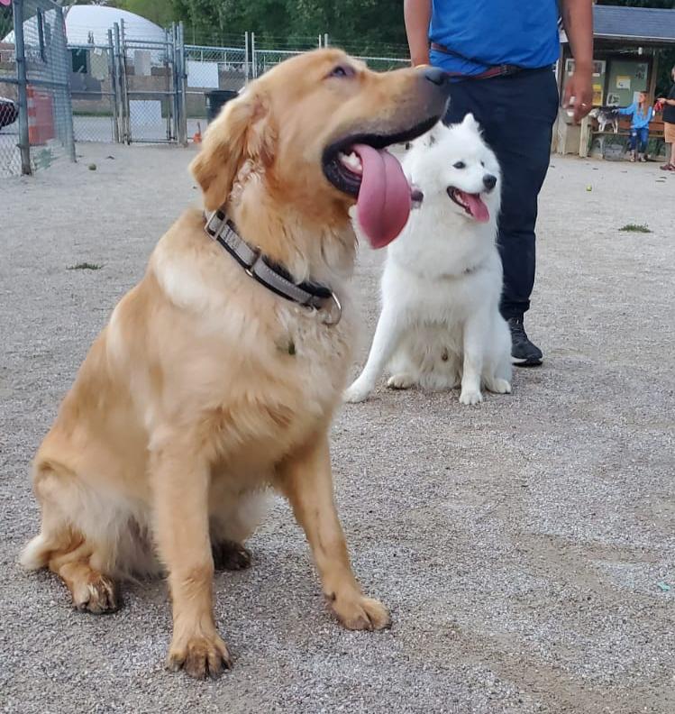 Lakewood Dog Park - Lakewood, OH