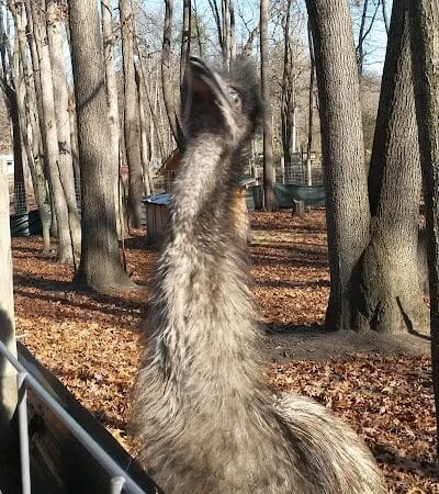 White Park - Lambertville,