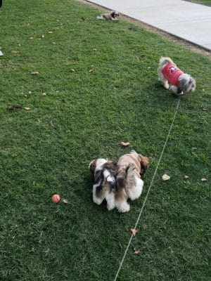 Lamont Park