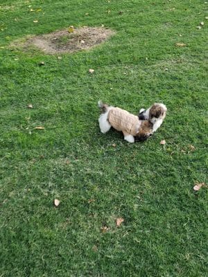 Lamont Park