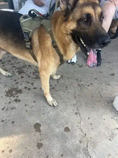 Lancaster Dog Park - Lancaster, TX