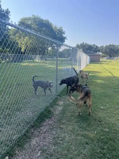 Lancaster Dog Park - Lancaster, TX