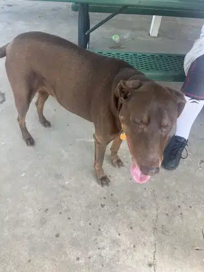 Lancaster Dog Park - Lancaster, TX