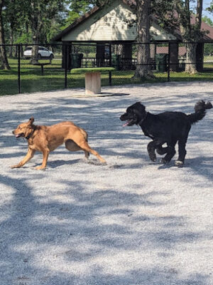Como Lake Bark Park