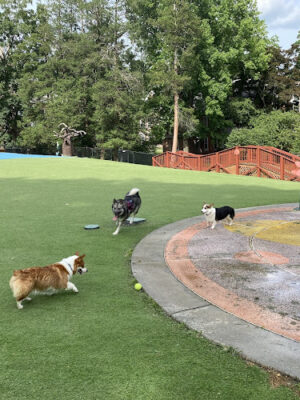 Beau’s Dream Dog Park