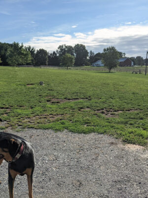 Overlook Dog Park *Membership required