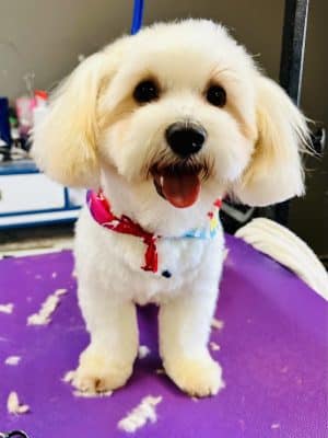 Palmetto Paws & Doggy Daycare