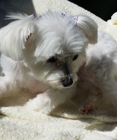 Palmetto Paws & Doggy Daycare