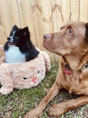 Palmetto Paws & Doggy Daycare