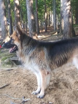 Palmetto Paws & Doggy Daycare