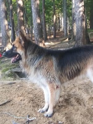 Palmetto Paws & Doggy Daycare