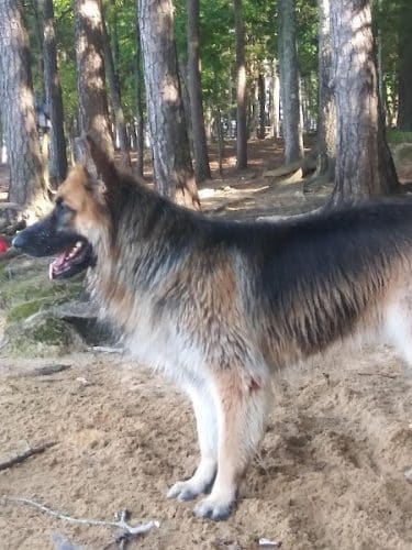 Palmetto Paws & Doggy Daycare