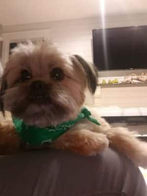 Palmetto Paws & Doggy Daycare