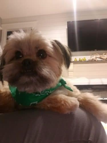Palmetto Paws & Doggy Daycare