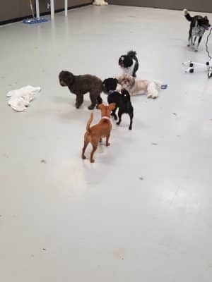 Palmetto Paws & Doggy Daycare