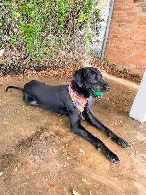 Lancaster Dog Park - Lancaster, TX