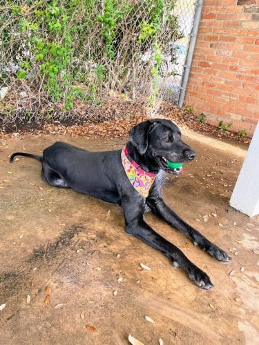 Lancaster Dog Park - Lancaster, TX