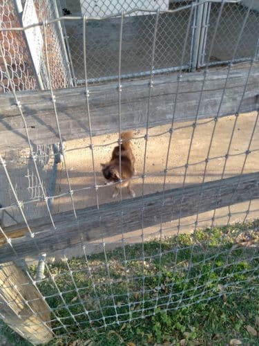 Lancaster Dog Park - Lancaster, TX