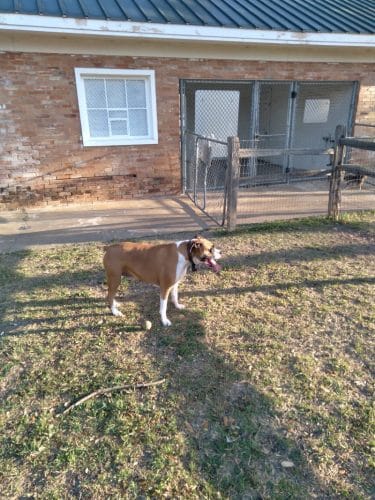 Lancaster Dog Park - Lancaster, TX