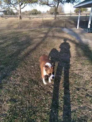 Lancaster Dog Park - Lancaster, TX