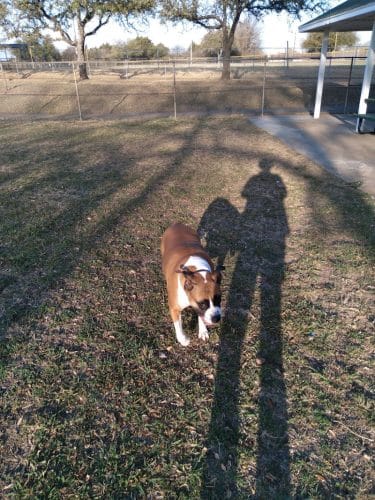 Lancaster Dog Park - Lancaster, TX