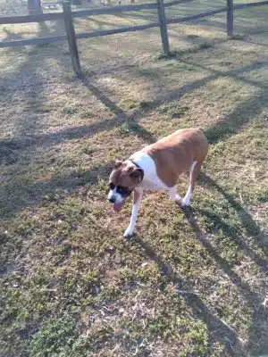 Lancaster Dog Park - Lancaster, TX