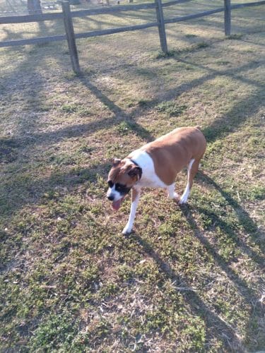 Lancaster Dog Park - Lancaster, TX