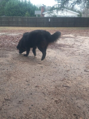 Landrum Community Dog Park