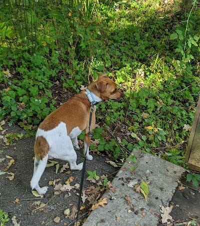 Bancroft Park (North Trailhead) - Lansing,