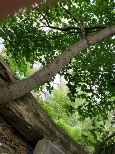 Larch Park - Lansing,