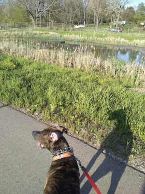 Bancroft Park (North Trailhead)