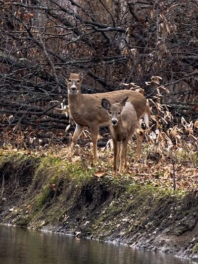 Scott Woods Park - Lansing,
